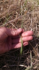 Carex meadii