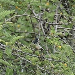 Sporophila nigricollis