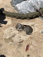 Carcinoscorpius rotundicauda