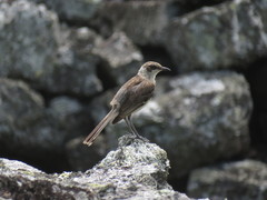 Mimus parvulus parvulus