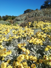 Helichrysum argyrophyllum