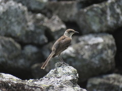 Mimus parvulus parvulus