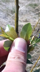 Salix myricoides