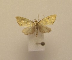 Glaucocharis auriscriptella