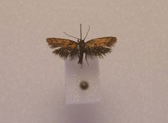 Tingena compsogramma