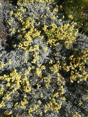 Helichrysum argyrophyllum