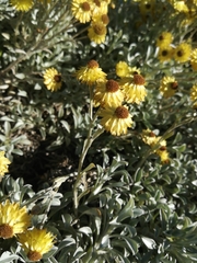 Helichrysum argyrophyllum
