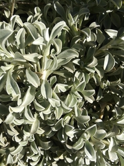 Helichrysum argyrophyllum