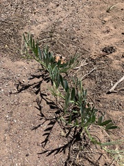 Lathyrus lanszwertii
