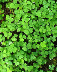 Oxalis trilliifolia