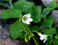 Oxalis trilliifolia