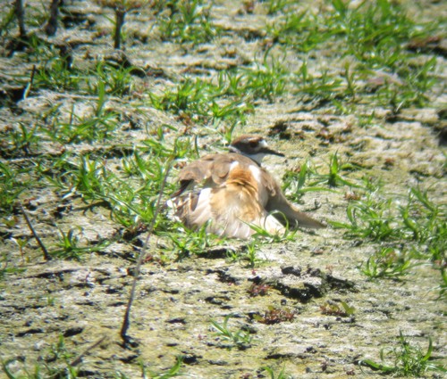 Charadrius vociferus
