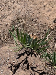 Lathyrus lanszwertii