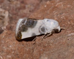 Acontia cretata