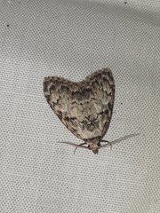 Meganola strigula