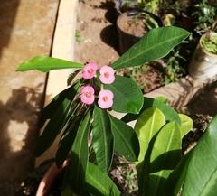 Euphorbia milii