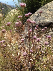 Monardella hypoleuca hypoleuca