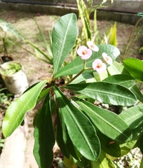 Euphorbia milii
