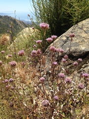 Monardella hypoleuca hypoleuca
