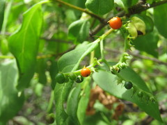 Myriopus psilostachya