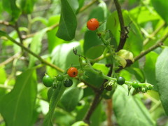 Myriopus psilostachya