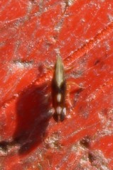 Neomegamelanus lautus