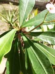 Euphorbia milii