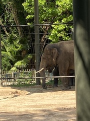 Elephantidae