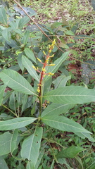 Palicourea padifolia