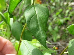 Myriopus psilostachya