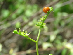 Myriopus psilostachya
