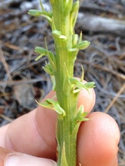 Platanthera cooperi