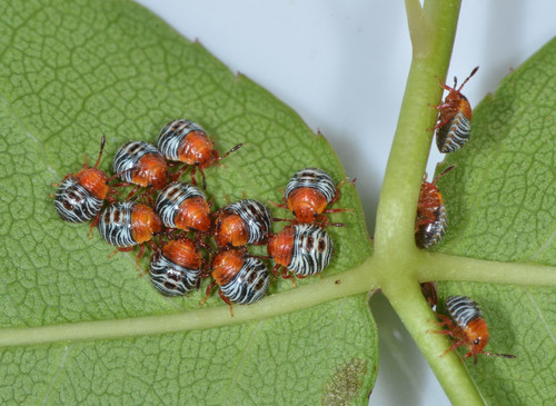 Green Stink Bug photo 4