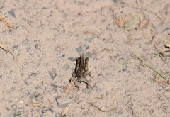 Chimarocephala elongata