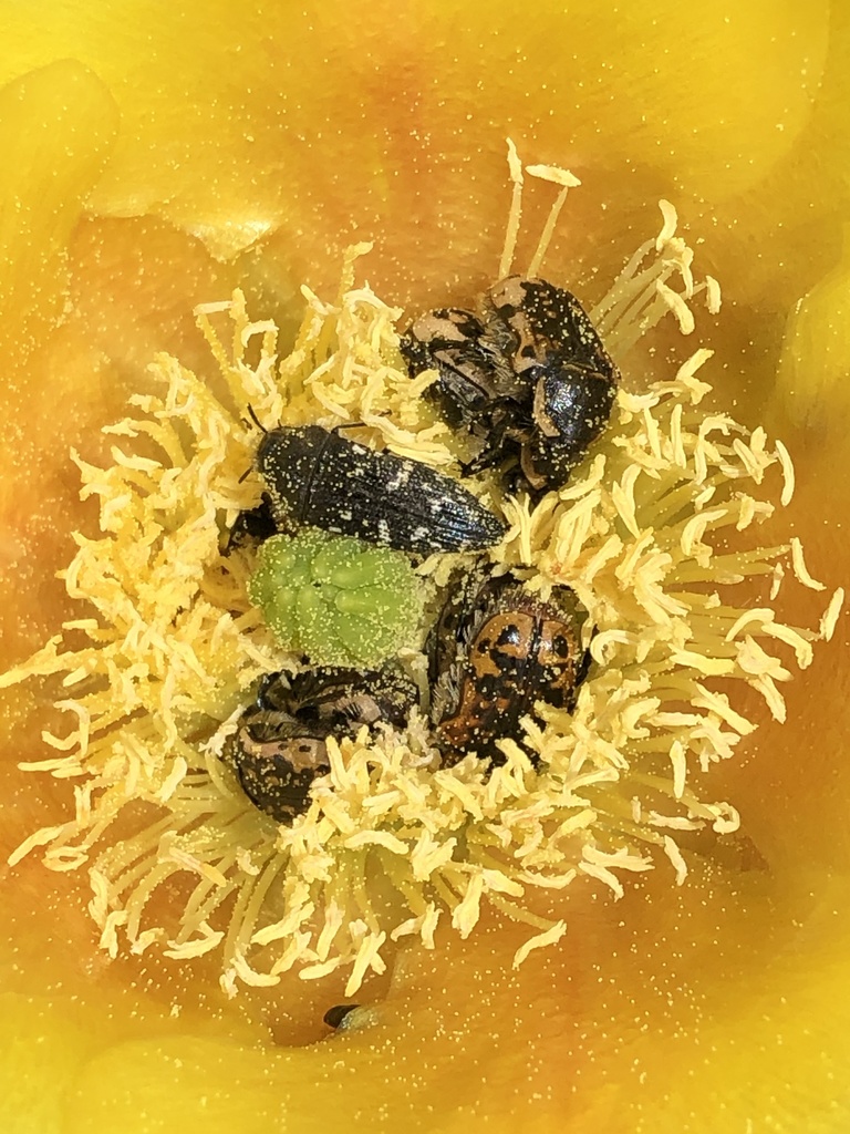 Kern's Flower Scarab
