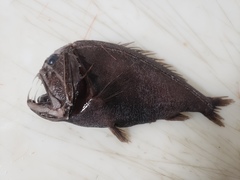 Anoplogaster cornuta