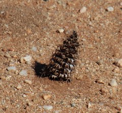 Acanthopsis hoffmannseggiana