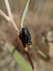 Cochliomyia