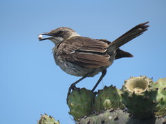 Mimus parvulus parvulus