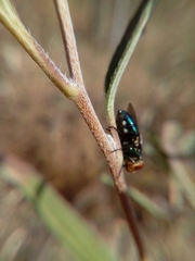 Cochliomyia