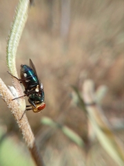 Cochliomyia