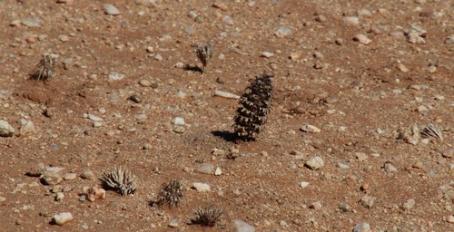 Image of Acanthopsis hoffmannseggiana by (c) Tony Rebelo, some rights reserved (CC BY-SA)