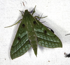 Xylophanes mirabilis