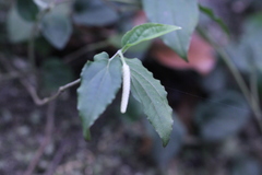 Piper cathayanum
