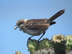 Mimus parvulus parvulus