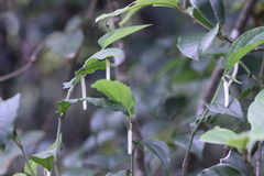 Piper cathayanum