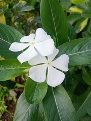 Catharanthus roseus
