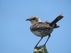 Mimus parvulus parvulus