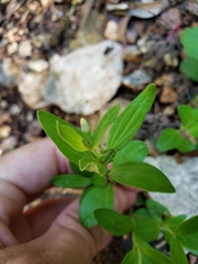 Spigelia hedyotidea