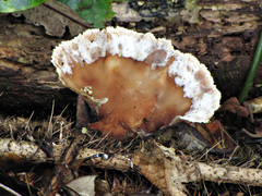 Cymatoderma dendriticum